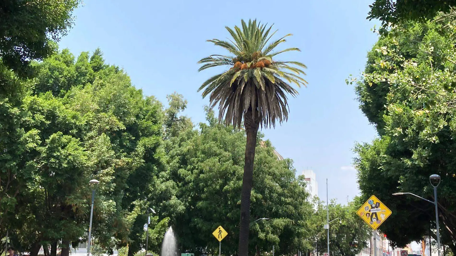 Estas palmeras se ubican en la Avenida Juárez y el Bulevar 5 de Mayo, las cuales fueron descuidadas desde hace aproximadamente 10 años